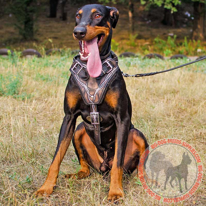 Attack Training Painted Leather Doberman Harness Barbed Wire