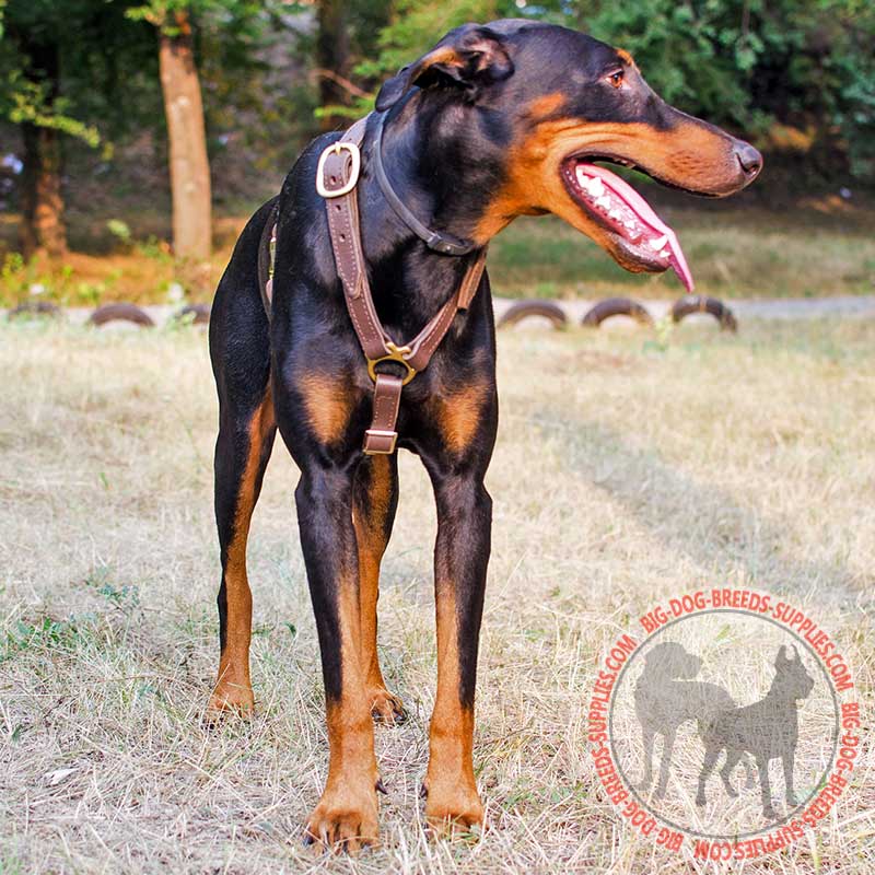 Multifunctional Leather Doberman Harness Dog Tracking Walking