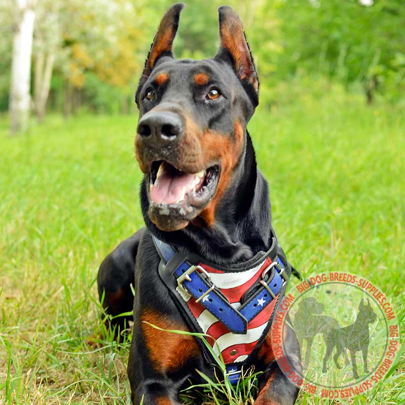 American Flag Painted Leather Doberman Harness for Attack Training