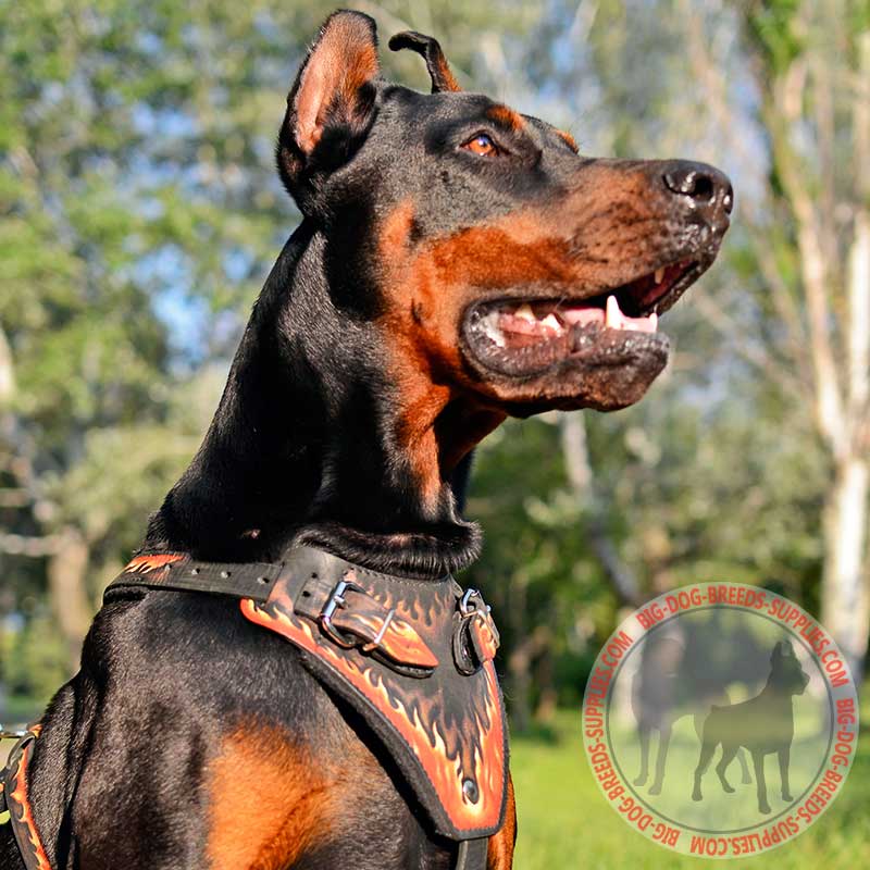 Agitation Training Leather Doberman Harness with Painting