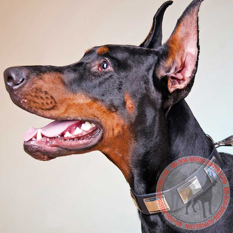 Leather Doberman Collar Decorated With Nickel Plates