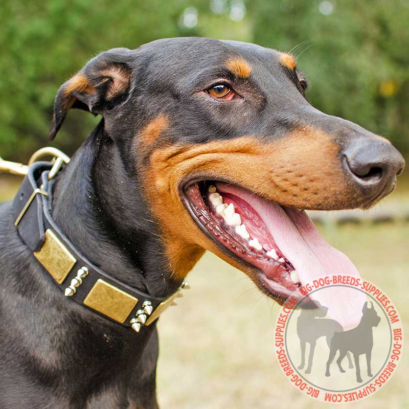 Leather Doberman Collar with Brass Plates and Spikes