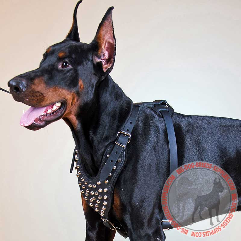 Studded Doberman Leather Harness for Everyday Walking