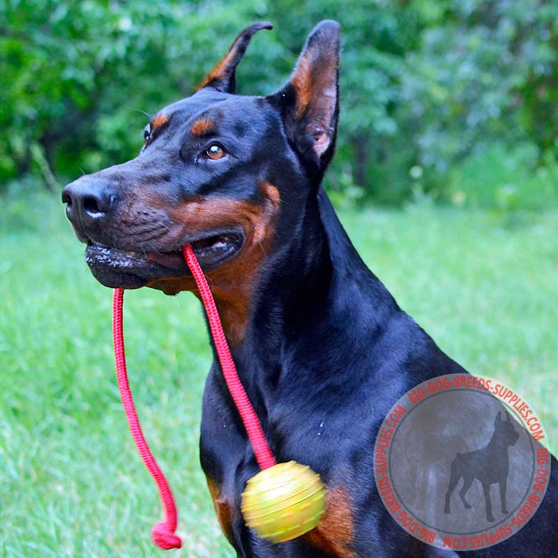 Solid Rubber Doberman Water Ball, Basic Training