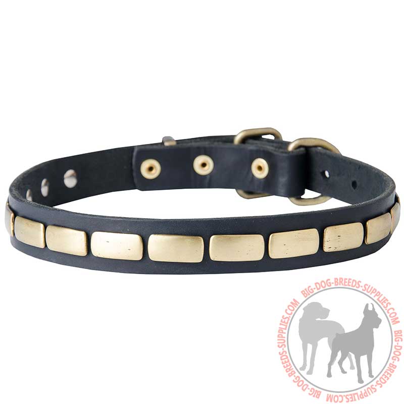 Walking and Training Brass Plated Leather Dog Collar