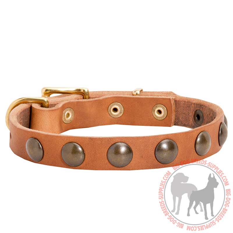 Walking and Training Studded Puppy Leather Dog Collar