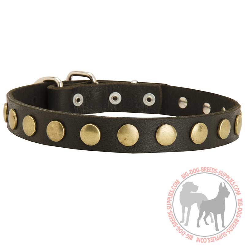 Training and Walking Studded Leather Dog Collar