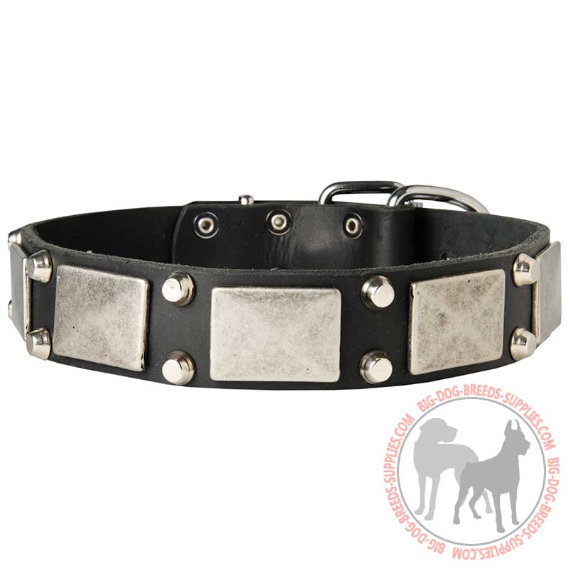 Designer Wide Leather Dog Collar with Vintage Nickel Plates For Stylish Walking