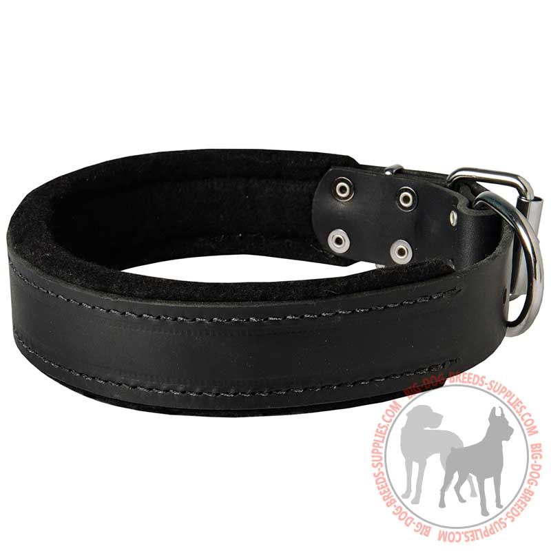 Attack Training Leather Dog Collar with Inner Padding