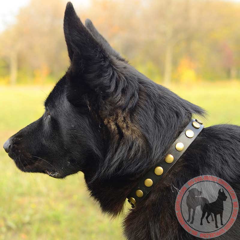 Training and Walking Studded Leather German Shepherd Collar