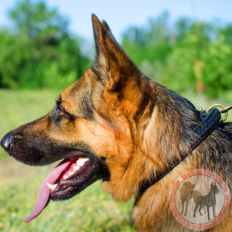 Braided Leather German Shepherd Collar for Walking and Training