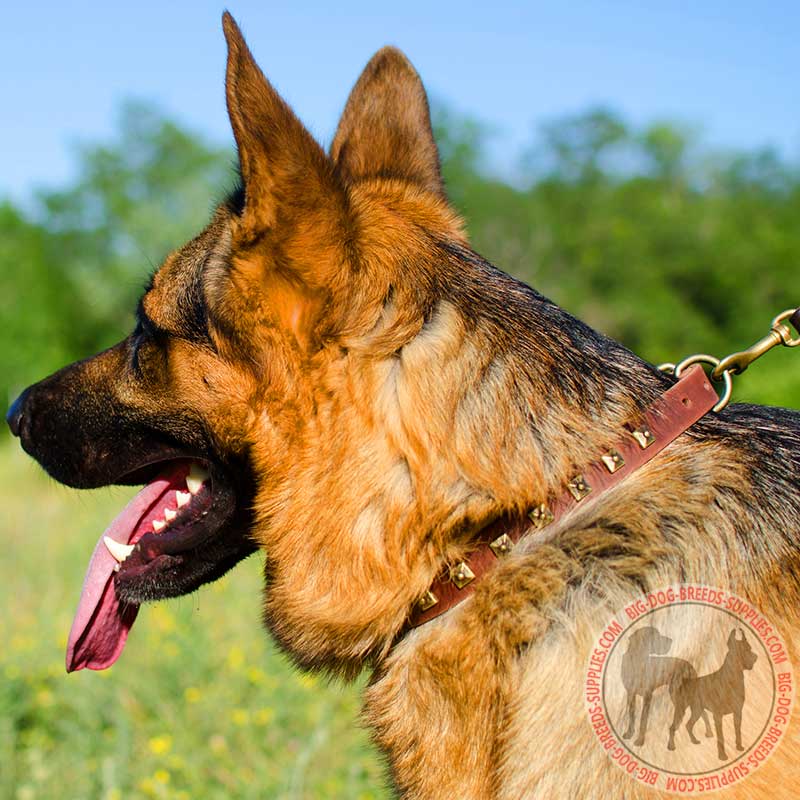 Fashion Brass Studded Leather German Shepherd Collar for Walking