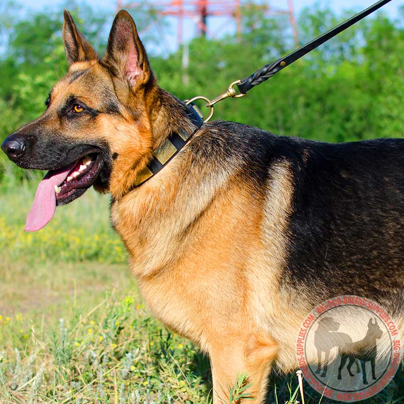Fashion Leather German Shepherd Collar with Large Brass Plates for Walking and Training