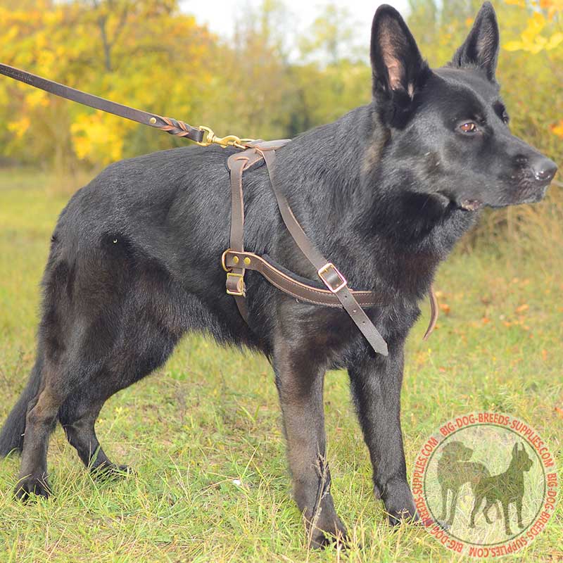 Pulling and Tracking Leather German Shepherd Harness