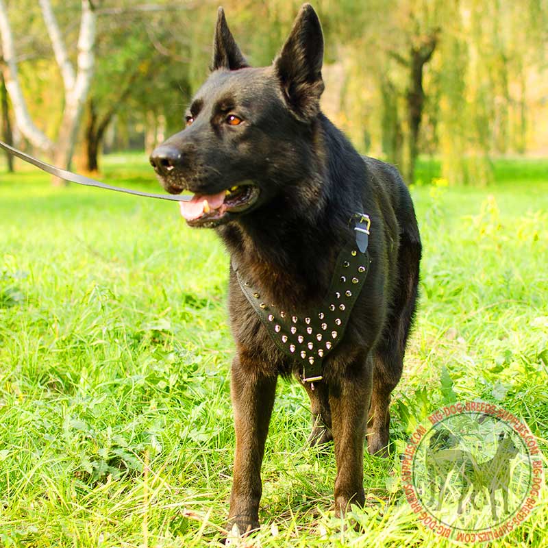 German shepherd spiked collar cheap