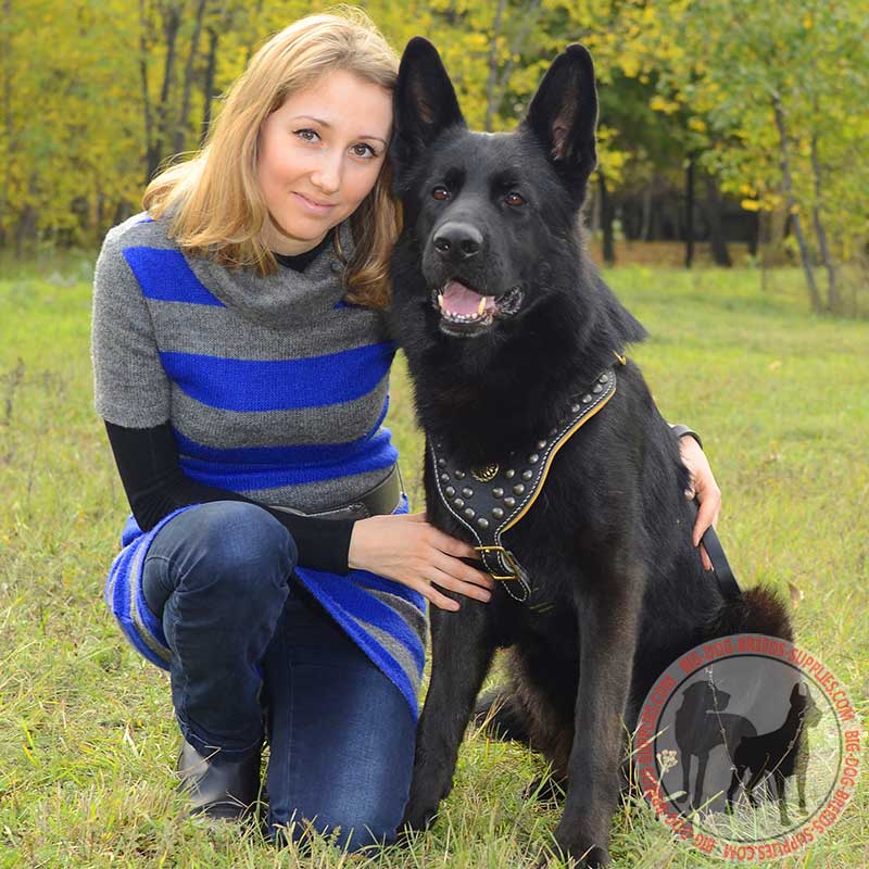 Gorgeous Leather German Shepherd Harness with Brass Studs
