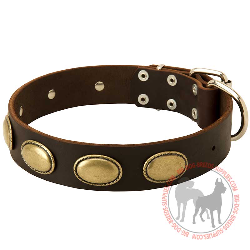 Walking and Training Leather Collar with Brass Oval Plates