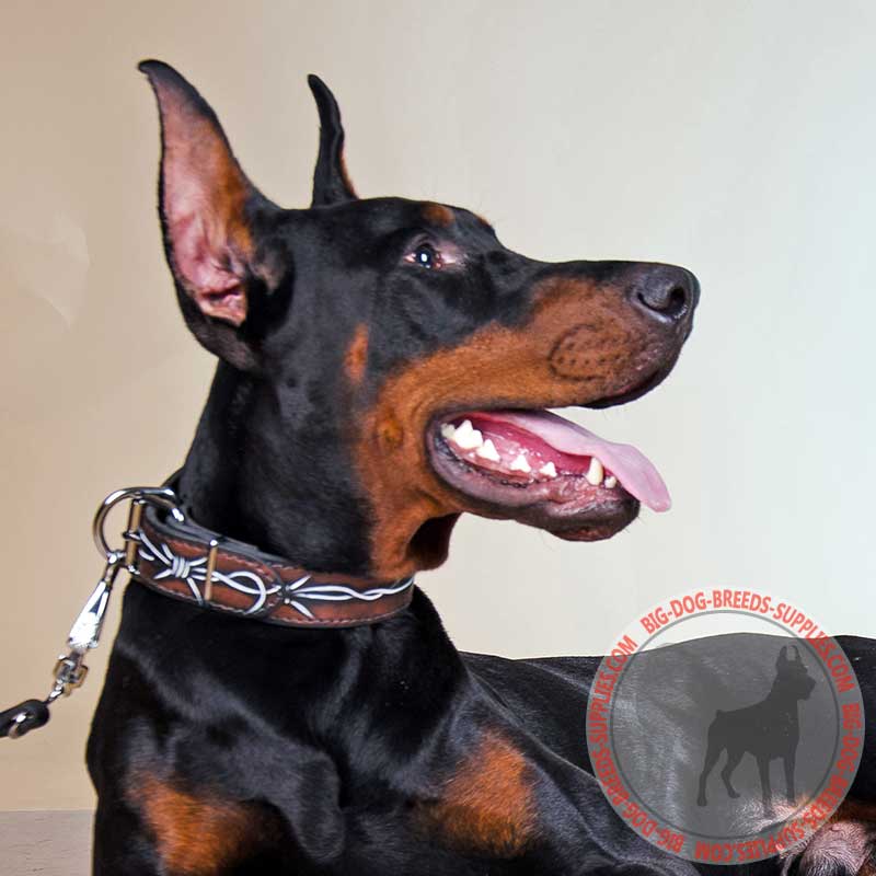 Walking and Training Barbed Wire Leather Doberman Collar
