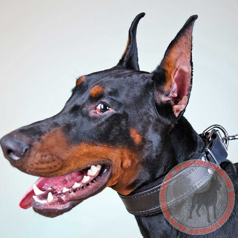 Doberman leash training hotsell