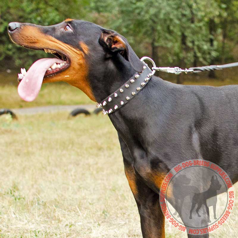 Spiked Leather Doberman Collar for Everyday Walking