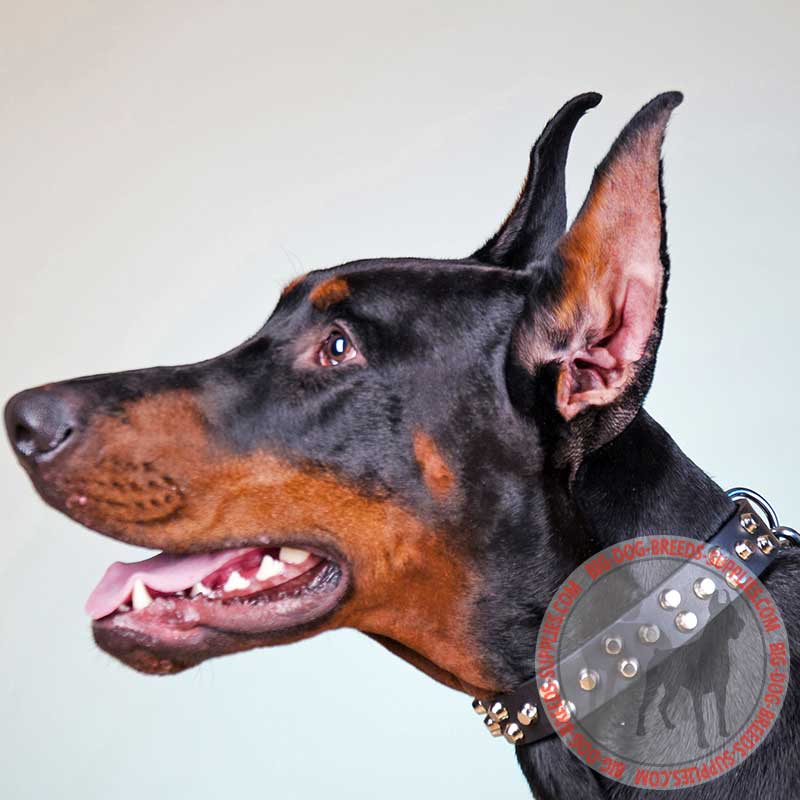 Studded Leather Doberman Collar for Walking in Style