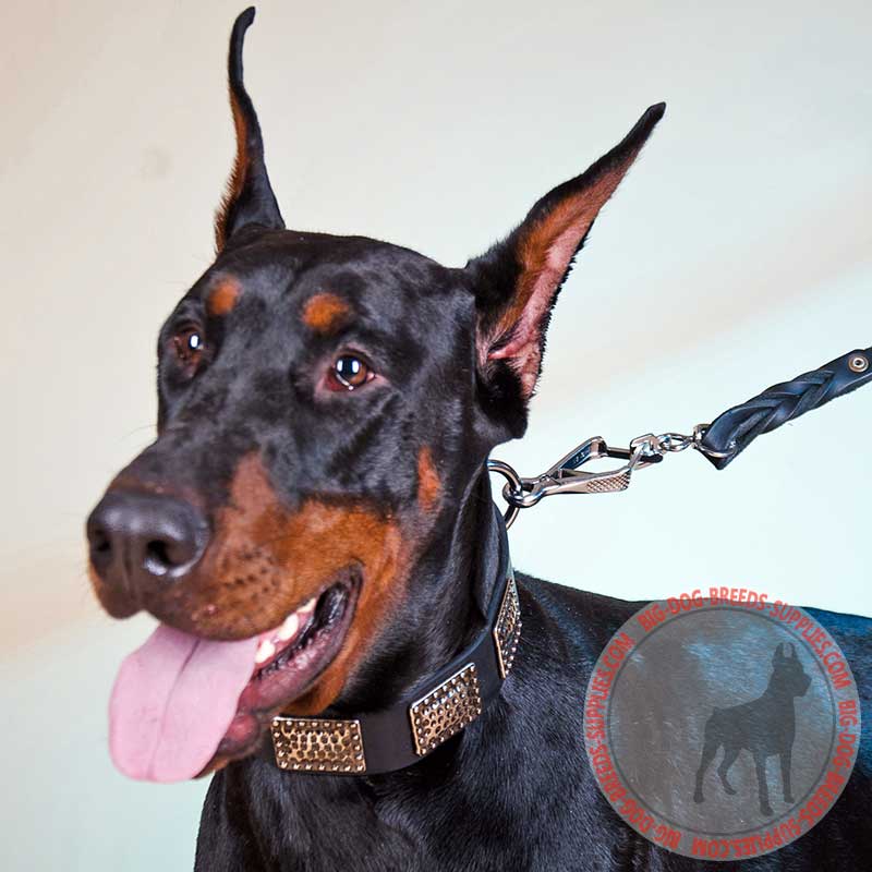 Walking and Training Leather Doberman Collar with Plates