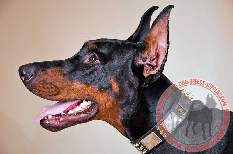 Fashionable Spiked and Plated Leather Doberman Collar for Daily Walks