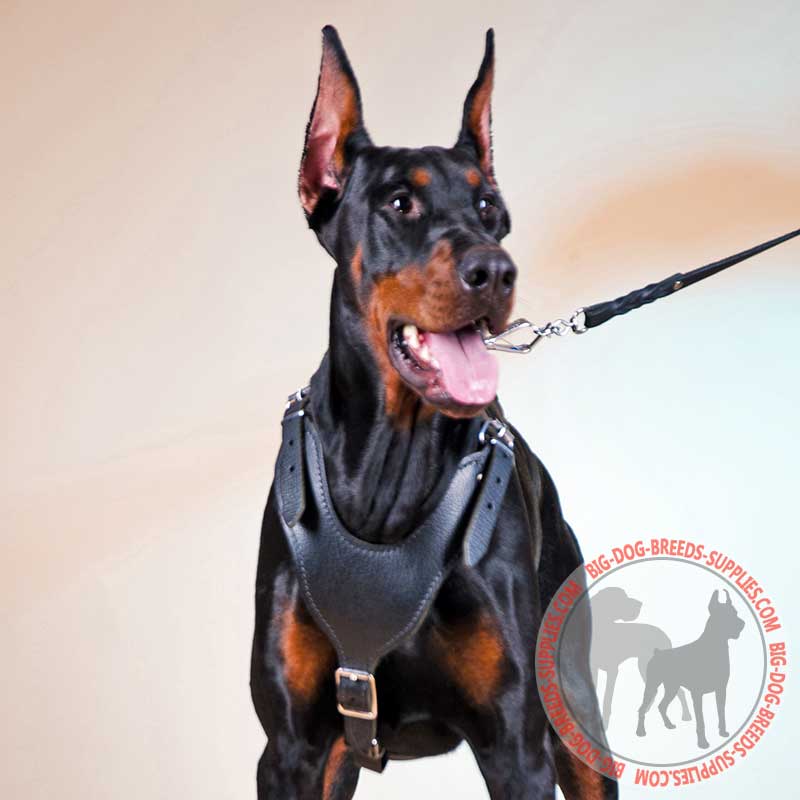 Felt Padded Leather Doberman Harness for Attack Training