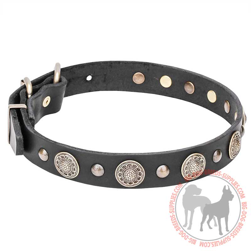 "Magic Necklace" Amazing Leather Dog Collar with Brass Circles and Studs