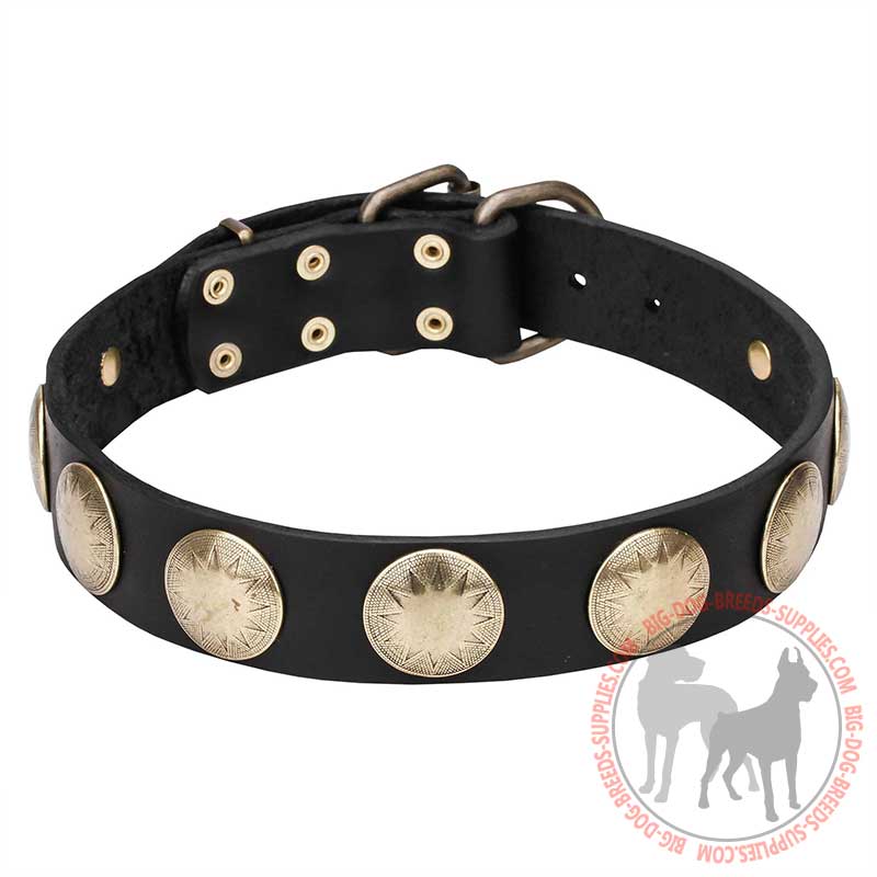 "Hip and Edgy" Leather Dog Collar with Royal Color Brass Circles