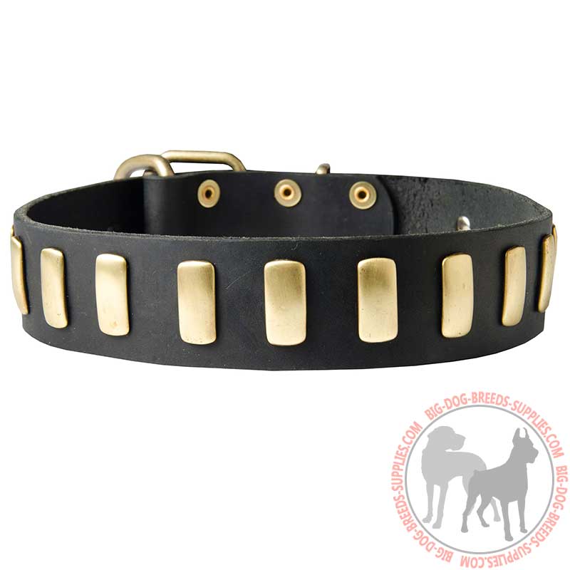 Brass Plated Wide Leather Dog Collar for Walking and Training