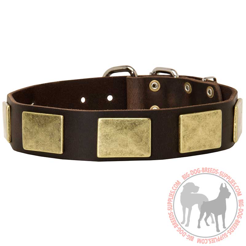 Fashion Leather Dog Collar with Large Brass Plates for Walking and Training