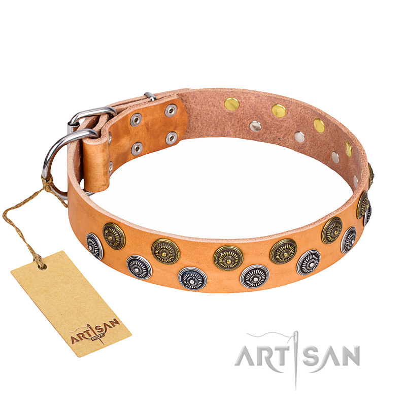 "Precious Sparkle" Wide FDT Artisan Leather Dog Collar with Goldish and Silvery Studs