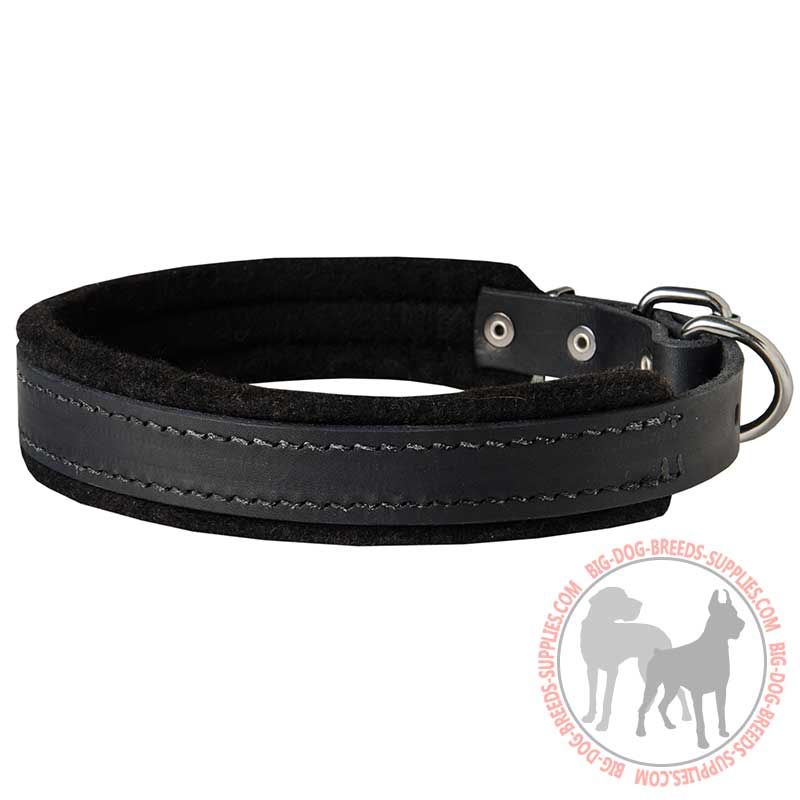 Training & Walking Leather Canine Collar Padded with Natural Felt
