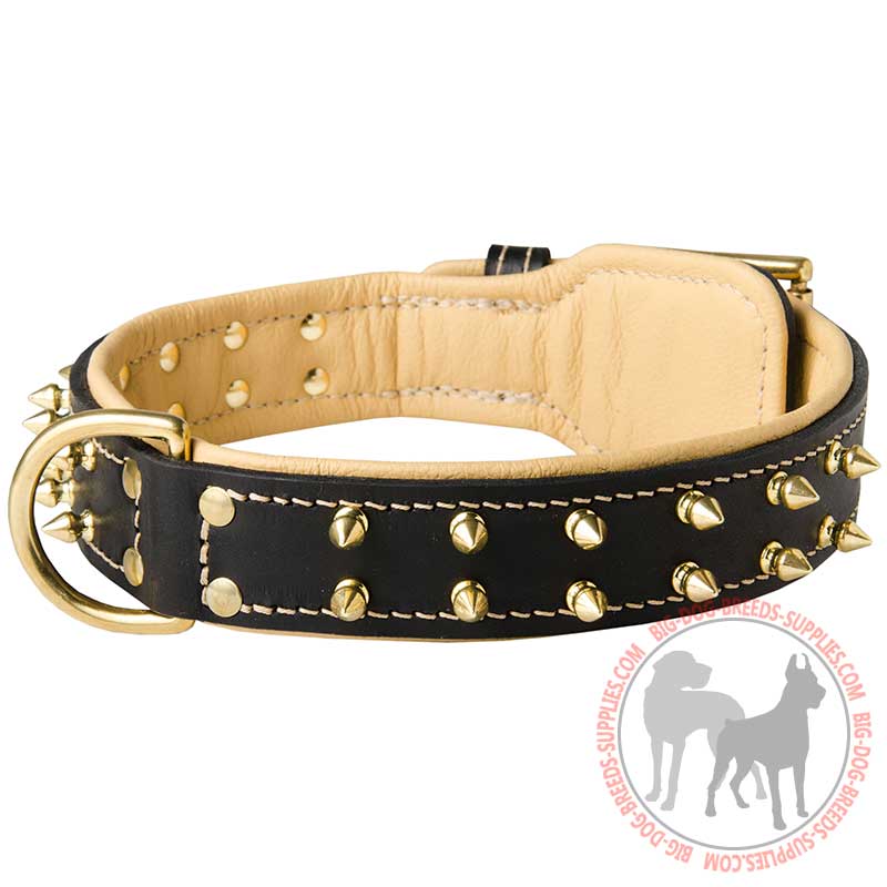 Nappa Padded Leather Dog Collar with Brass Spikes for Walking