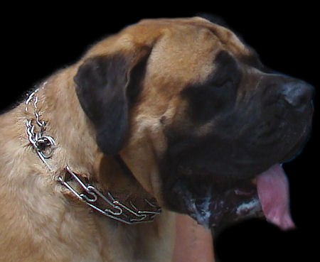 Mastiff Training PRONG COLLAR