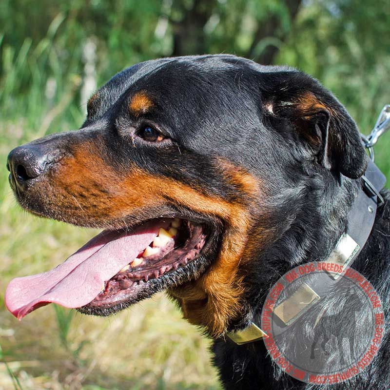 Styilsh Leather Rottweiler Collar Decorated With Nickel Plates