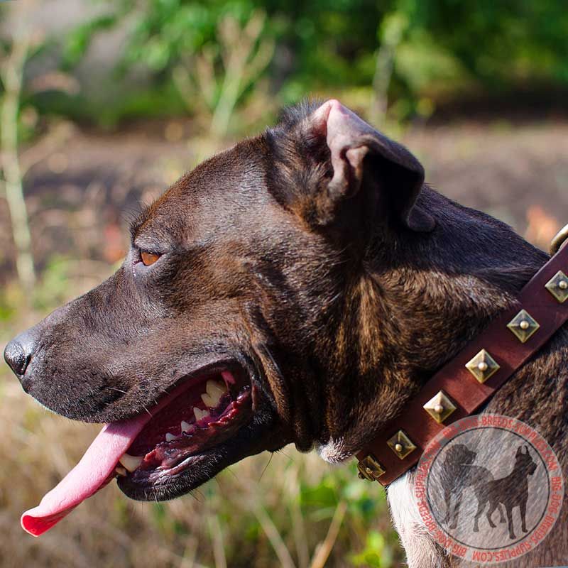 Walking Leather Pitbull Collar with Row of Brass Studs