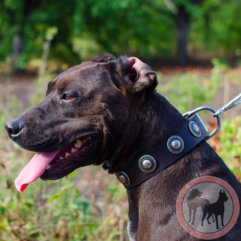 Leather Pitbull Collar with Silvery Conchos for Walking and Training