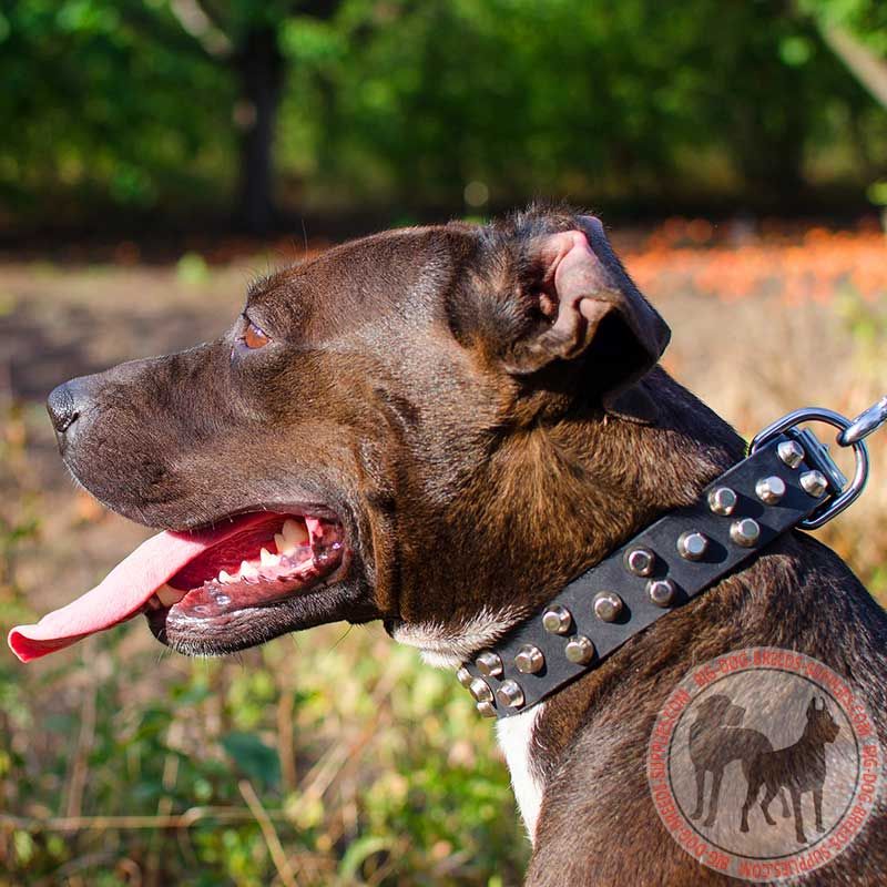 Designer Leather Pitbull Collar Studded with Pyramids