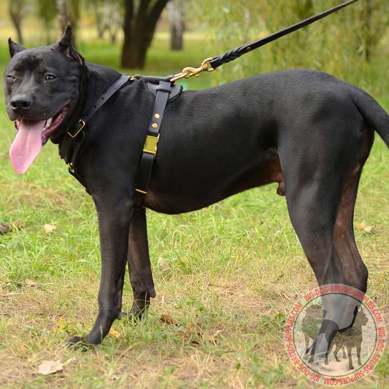 Pitbull Leather Dog Harness for Tracking, Training, Walking