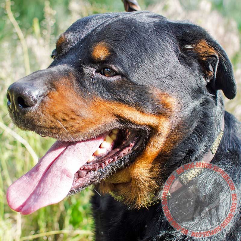 Exclusive Leather Rottweiler Collar with Hammered Vintage BRASS Plates