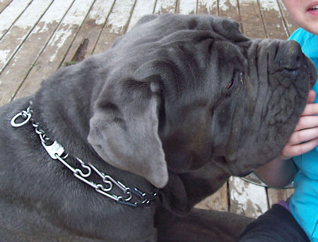 prong collar for Mastiffs