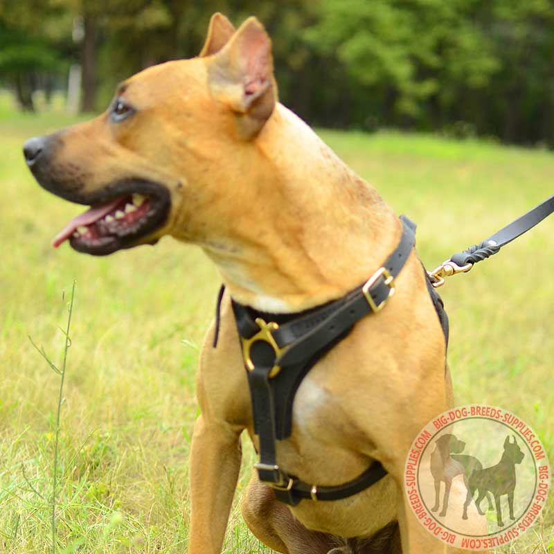 Pitbull Leather Dog Harness for Tracking, Training, Walking