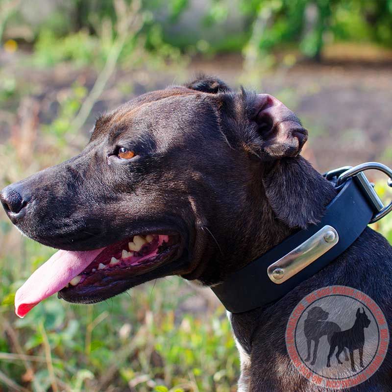Identification Leather Pitbull Collar for Walking and Training
