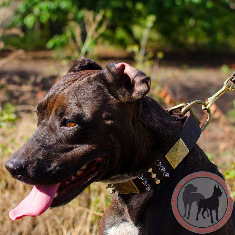Fully Leathern Pitbull Collar with Awesome Decoration