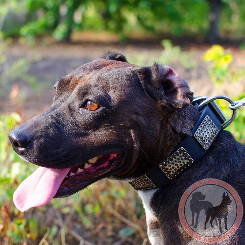 Awesome Leather Pitbull Collar with Hammered Massive Plates for Walking and Training - Click Image to Close
