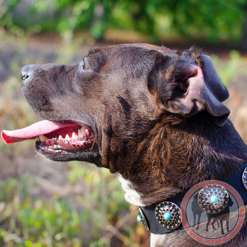 Conchos Adorned Leather Pit Bull Collar for Walking in Style