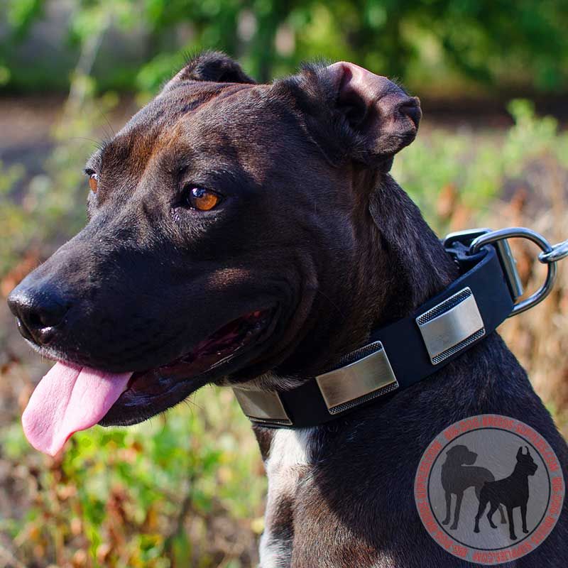 Leather Decorated Pitbull Collar With Nickel Plates