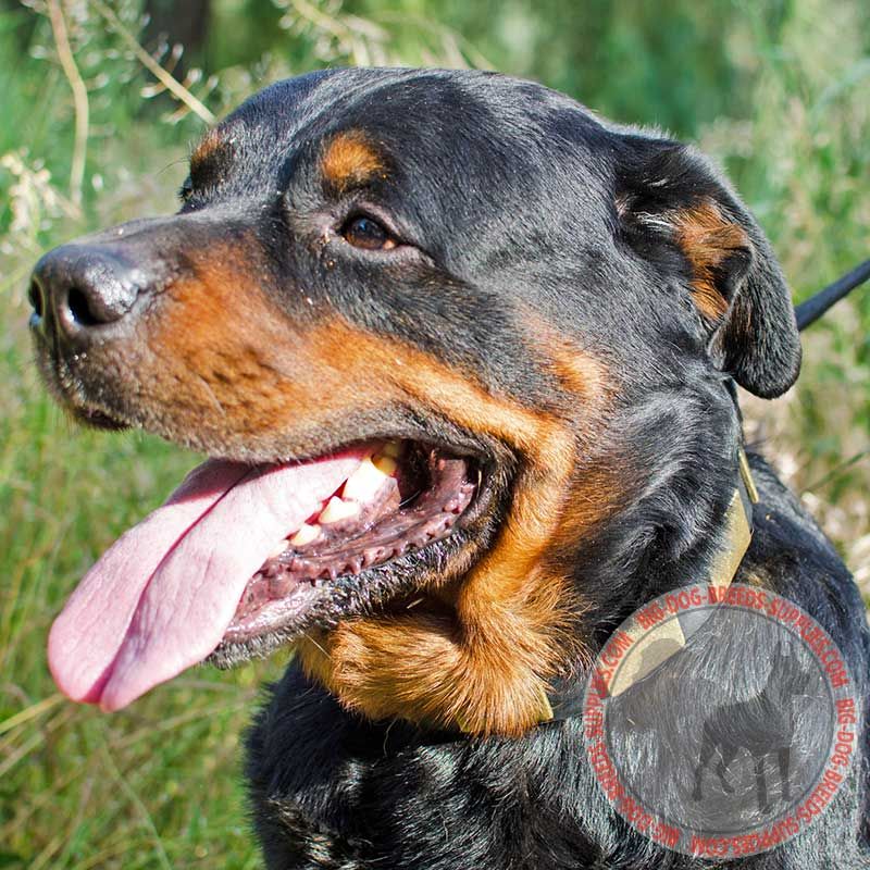 Fashion Leather Rottweiler Collar with Vintage Brass Plates for Walking and Training